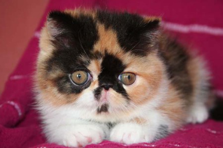 exotic shorthair